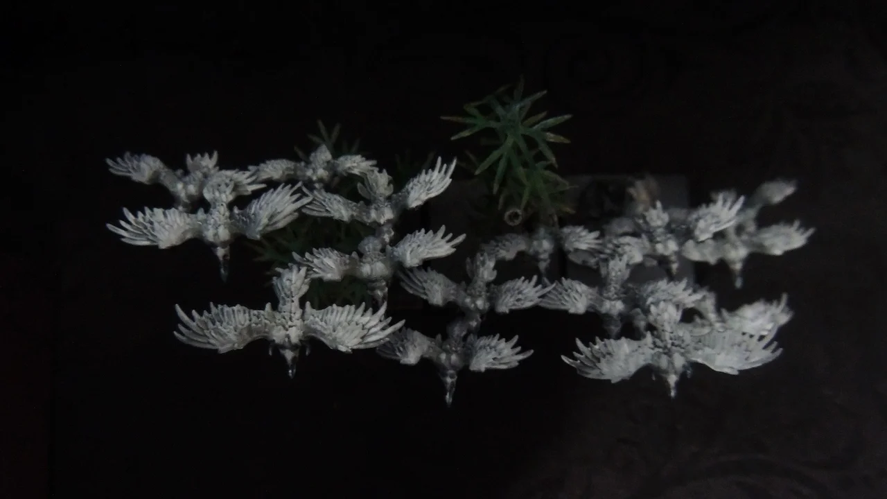 DSCN0337.webp