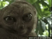 lemur-eye.webp