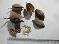paulownia.JPG
