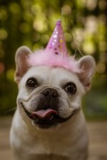 Ein Jahr unter Verrückten - Das 1. Admin-Jubiläum