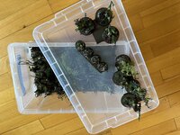 IMG_5954.jpeg