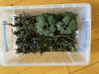 IMG_5955.jpeg
