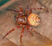Araneus_alsine_01_28-05-2015.jpg