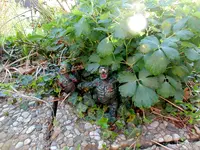 944085-Chaos Nurgle, Converion, Conversion, Daemons, Garden, Gnome, Guo, Nurgle.webp