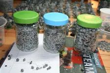 Catachan Bitz.webp