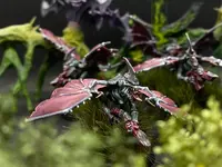 FullSizeRender.webp