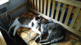 IMG_20170523_162124.jpg