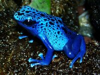 frog.jpg