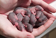220px-PetitRats.jpg