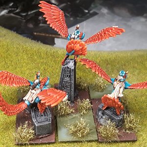 Skinkflieger (4).jpg