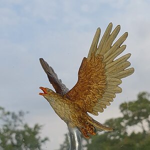 Adler natt neu.jpg