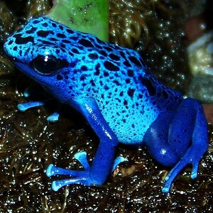 frog.jpg