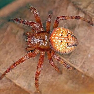 Araneus_alsine_01_28-05-2015.jpg