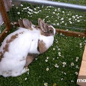 NRdkZU.gif