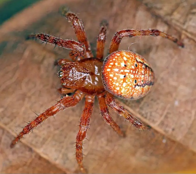 Araneus_alsine_01_28-05-2015.jpg