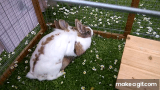 NRdkZU.gif