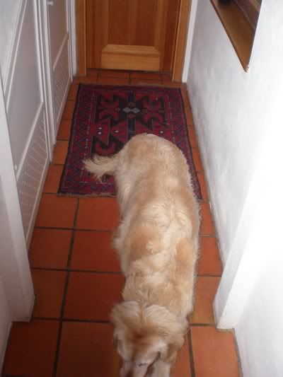 dog1.jpg