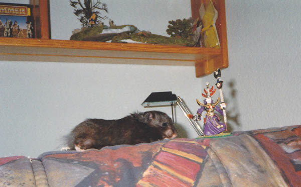 hamster.jpg