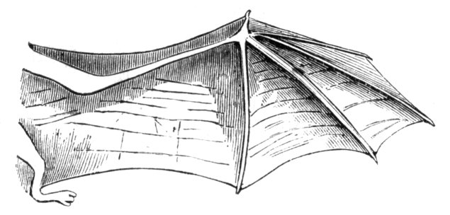 Fledermaus_rechter_Fluegel-drawing.jpg