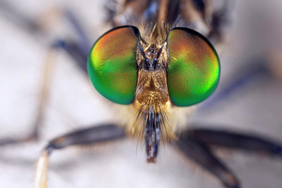robber-fly-eyes-alex-hyde.jpg