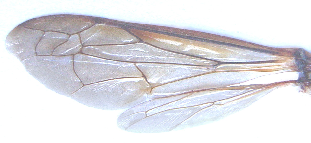 Waspwings_unfolded.JPG