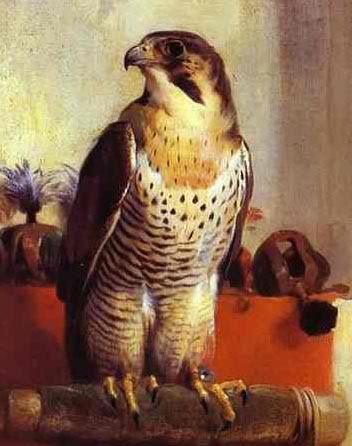 landseer_falke.jpg