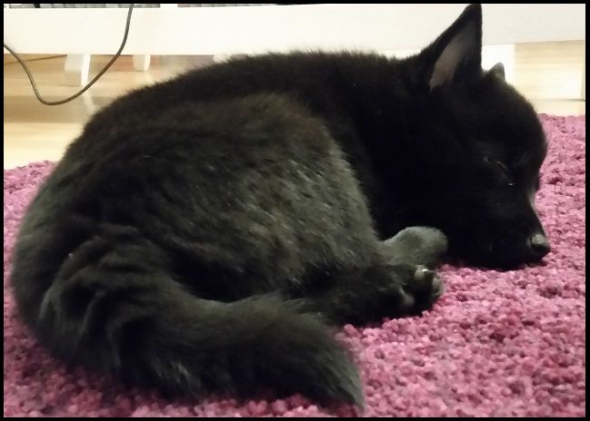 20161114_063858_zpsjrycrpam.jpg