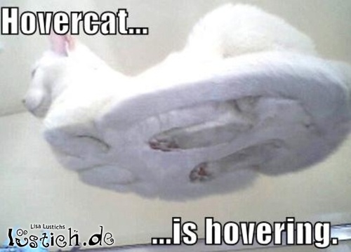 13288-katze-von-unten.jpg