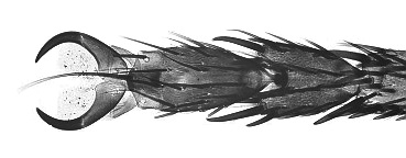 Micrograph_of_house-fly_leg.jpeg