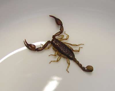 skorpion280103.jpg