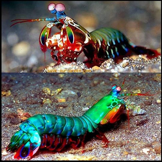 Mantisshrimp_zpsssdpfxbu.jpg
