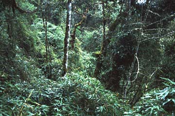 INKA_TRAIL_TAG3_0303.jpg