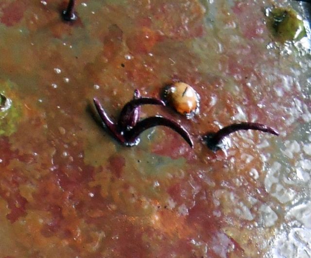 DSCN3549-tentacle_zps3a0c9c19.jpg