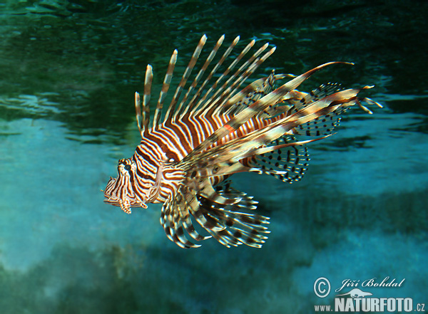rotfeuerfisch-3907.jpg