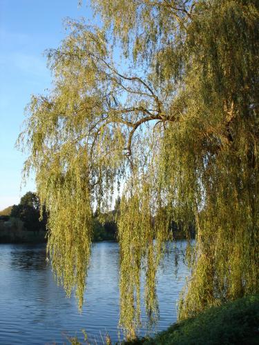 pic-trauerweide.jpg