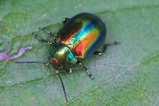 d3294_540_360.jpg