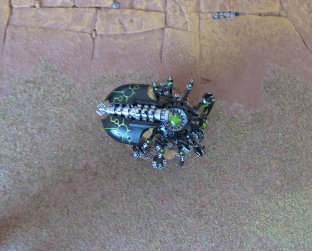 spinne3.jpg
