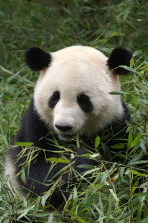 panda_a.jpg