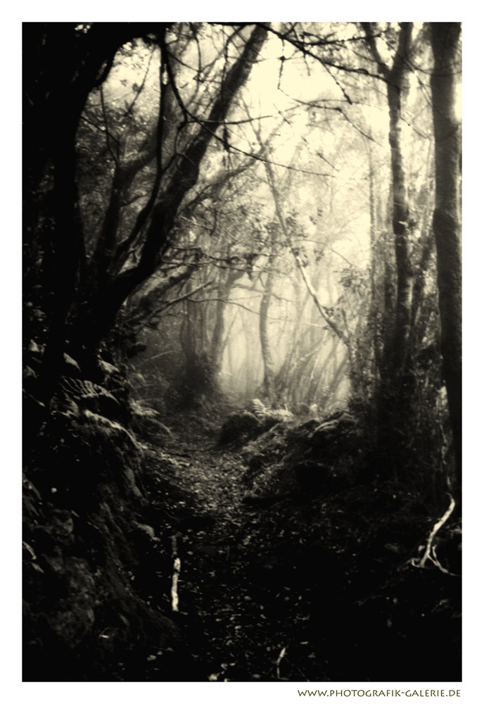0050-2005-Im-dunklen-Wald-02.jpg