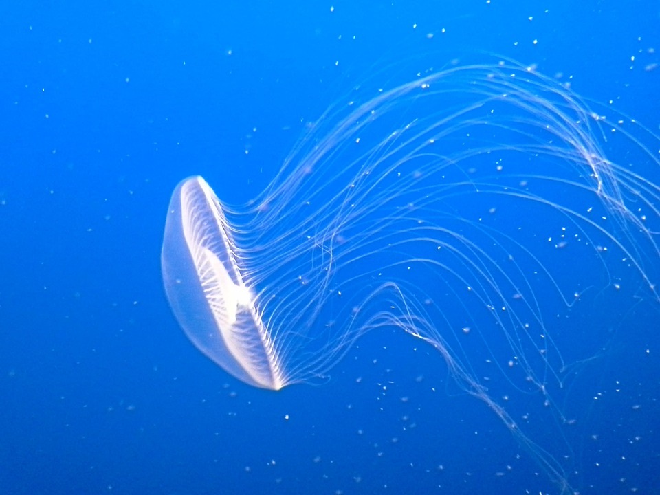 jellyfish-474059_960_720.jpg